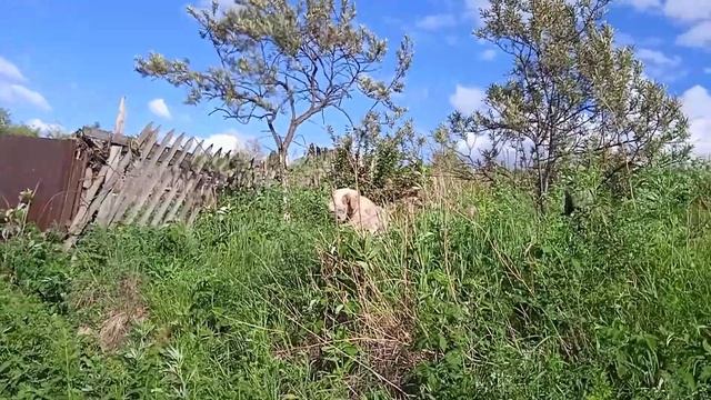 НА НАС НАПАЛИ СОБАКИ ЧТО ДЕЛАТЬ ЕСЛИ НАПАЛИ СОБАКИ смотреть онлайн