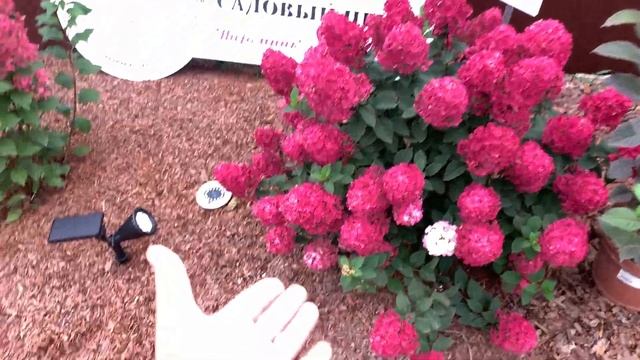 ?Настоящий хит всех времён Гортензия Самарская Лидия Rensum/Framboisine , ?лучший эксклюзив 2022г.