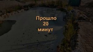 Нитчатые водоросли в пруду - как бороться?