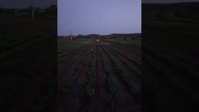 Оприскивание клубники от насикомых и грибковых болезней смотреть онлайн