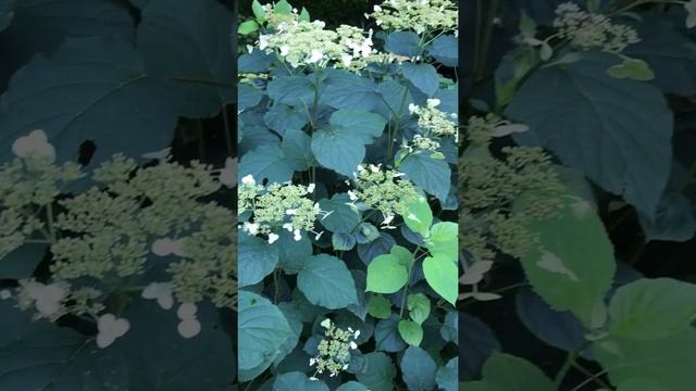 Hydrangea arborescens, Smooth Hydrangea смотреть онлайн