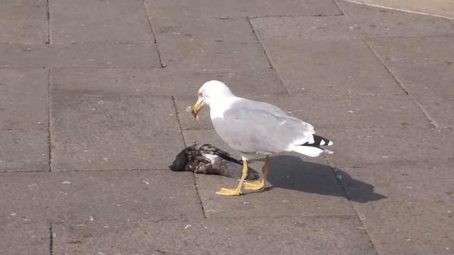 Чайка ест голубя/Seagull eats pigeon смотреть онлайн