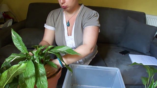 ont se met au rempotage du spathiphyllum variegata смотреть онлайн