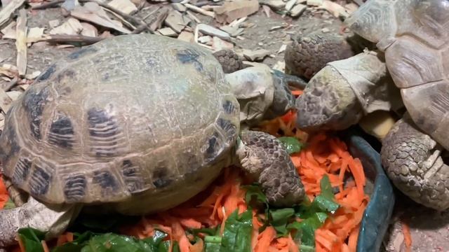 Сухопутные черепахи в ВОСТОРГЕ от этого кулинарного шедевра Ксюши! смотреть онлайн