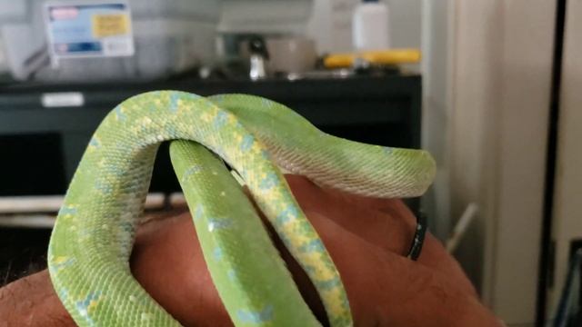 Green tree python update of 2019 смотреть онлайн
