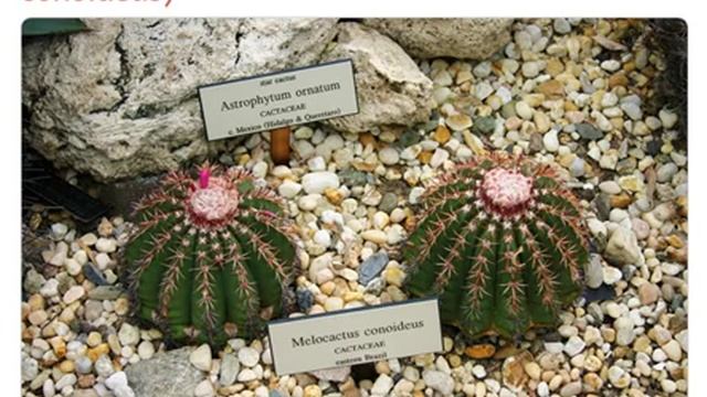 Мелокактус коноидеус (melocactus conoideus) смотреть онлайн