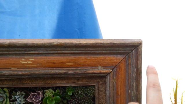 Succulents in an old picture frame. смотреть онлайн