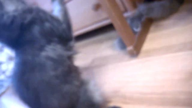 котята мейн кун играют смотреть онлайн