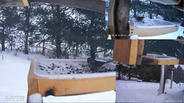 2021 Jan 28: Livestream bird feeding station. Ripley, Ontario Canada by AtHomeFriendlyTecGuy смотреть онлайн