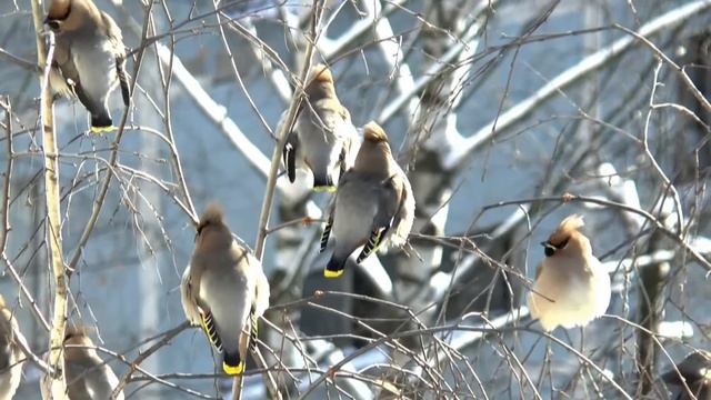 Свиристели прилетели... в Могилев смотреть онлайн