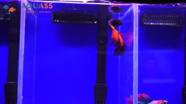 ?Aquass - Петушок Бетта двухвостый дракон красно-черная бабочка смотреть онлайн