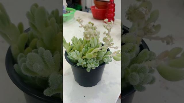 Plantas rápidas Sedum Hintonii variedad mocinianum смотреть онлайн