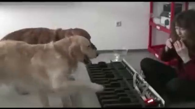 У этих собачек настоящий талант в музыке смотреть онлайн