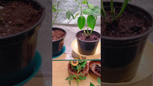 Сохранятся ли розы из Пятёрочки . #розы #пересадкацветов смотреть онлайн