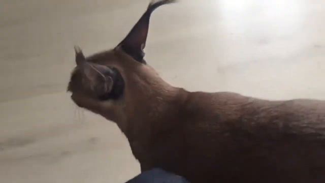 Jamon the dancing caracal. Каракал танцор смотреть онлайн