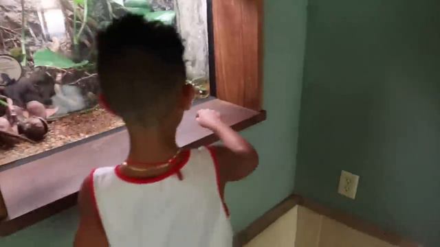 Our KIDS got lost In The ZOO... смотреть онлайн