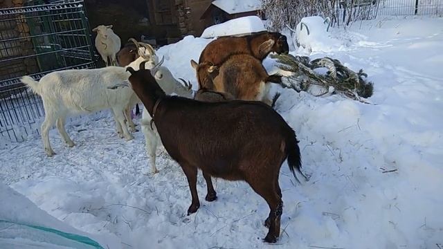 Козье молоко воняет : очередной миф или реальность? смотреть онлайн