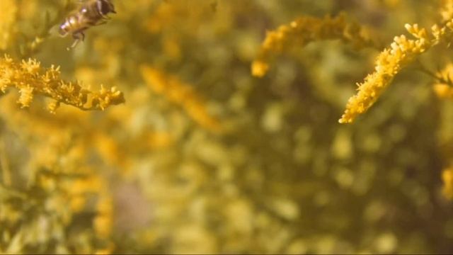 Авито. авитолог с гарантией 89883555844 в/сап смотреть онлайн