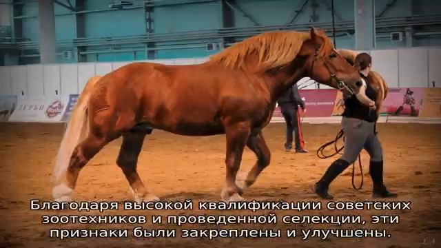 Битюг и другие породы лошадей тяжеловозов в России смотреть онлайн