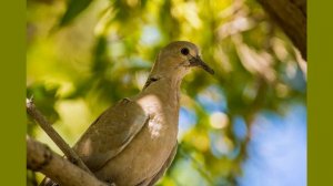 Приметы и суеверия про голубей