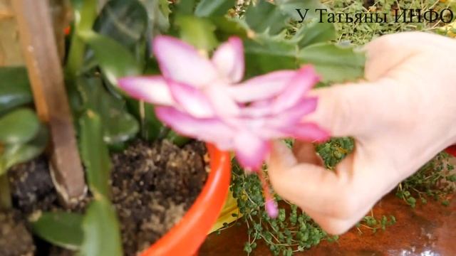 ЛУЧШАЯ ПОДКОРМКА ДЛЯ ДОМАШНИХ ЦВЕТОВ - ГУМАТ КАЛИЯ!