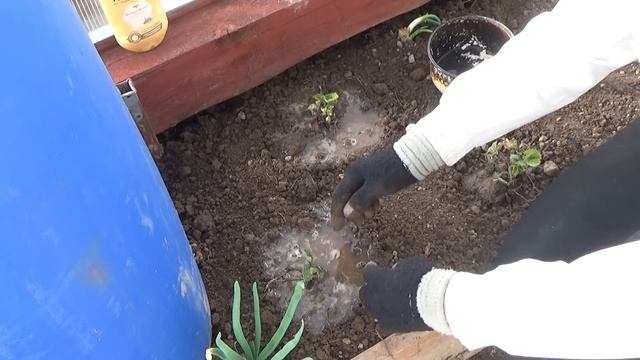 6 соток 23 апреле. Что такое бутование "заборного столба "! Грядки под лук, ремонтантная клубника.. смотреть онлайн