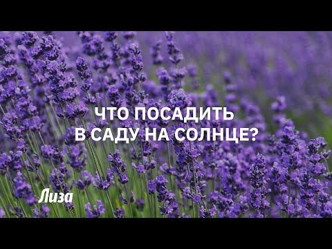 Что посадить в саду на солнце смотреть онлайн
