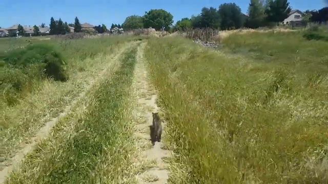 Husky and Bengal Maine Coon Kittens go for a Walk смотреть онлайн