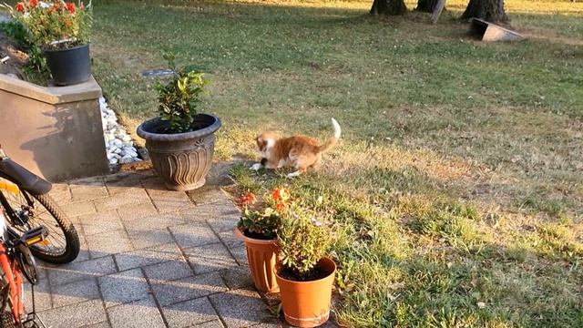 Что снится нашим Кошкам смотреть онлайн