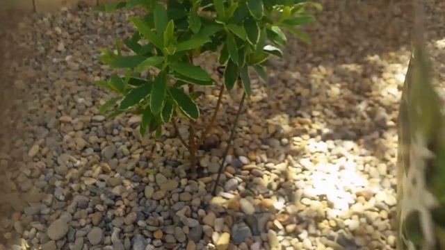 Daphne "Summer Ice" Plant Profile смотреть онлайн