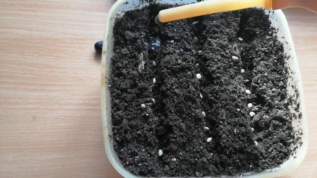 Сеем томаты сухими семенами . смотреть онлайн