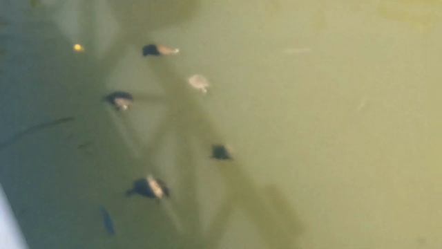 Турция. Отель Euphoria palm beach resort. Июнь 2023 г. Часть 2. смотреть онлайн