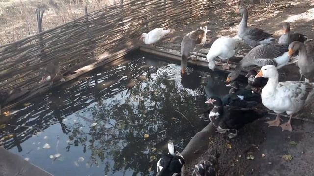 Мускусные утки//Индоутки//Как получить много утят с двух уток смотреть онлайн