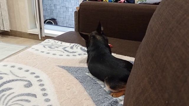 Чихуахуа Зайка сама чистит себе зубки🐰самая умная в мире собака 🐶самое милое видео 🥰 смотреть онлайн