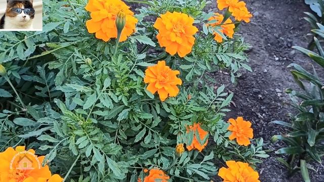 Как собрать семена бархатцев со своих цветов смотреть онлайн