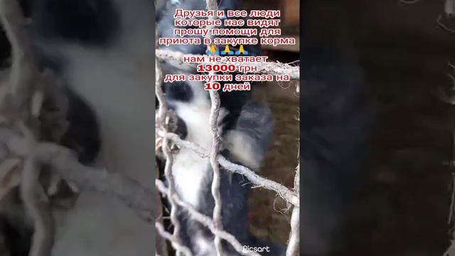корм для приюта смотреть онлайн