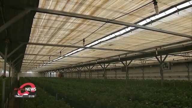 S. Korean White Chrysanthemums Gaining Popularity