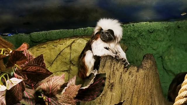 Крокус сити океанариум, обезьянки 2.02.22 смотреть онлайн