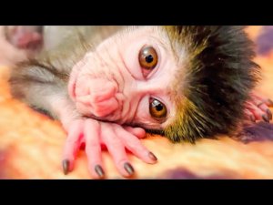 Люся-обезьянка с ЧЕЛОВЕЧЕСКИМИ  ГЛАЗАМИ!