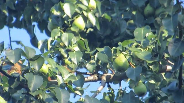 Белка шалит в саду :) смотреть онлайн