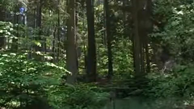 Музыка природы. Живой лес.Təbiət musiqisi... смотреть онлайн
