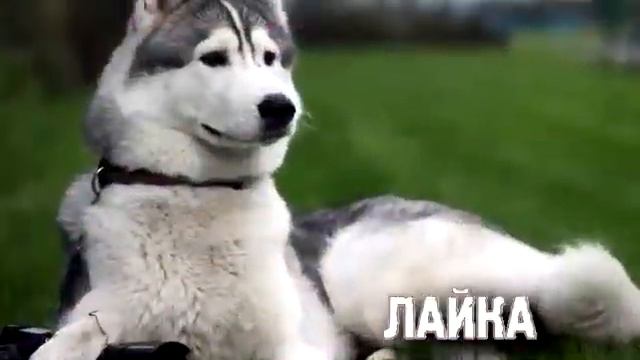 Топ 10 ОПАСНЫХ ПОРОД СОБАК! смотреть онлайн