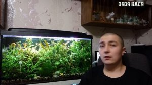 Почему воняет вода в аквариуме! Причины по которым портится вода в аквариуме!