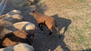 Как откормить овец?! Набираем вес