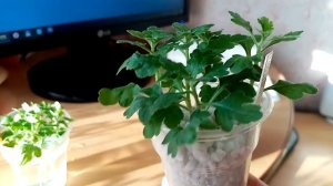 Три способа, как укоренить черенки хризантемы