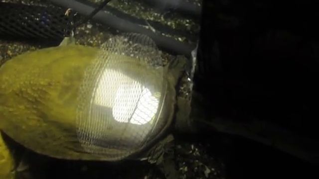 Адлер океанариум Черепаха кормится смотреть онлайн