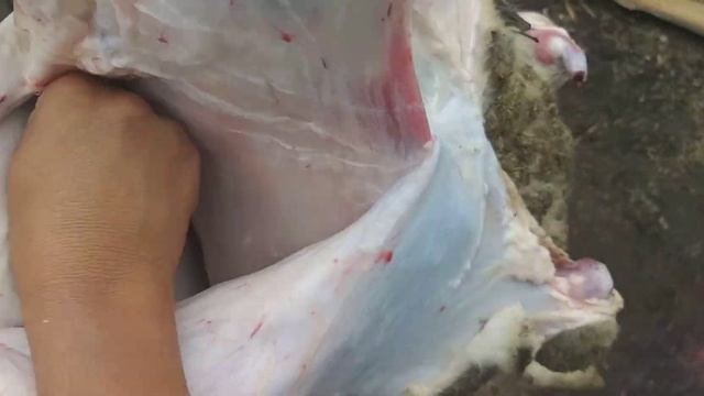 Канал Ельаман 84 представляет. Снятие шкуры с белого баранчика методом чулка смотреть онлайн