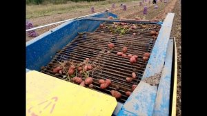 Сорт картофеля «Першацвет» – подробное описание сорта