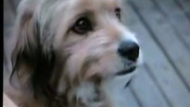 Oh Heavenly Dog смотреть онлайн