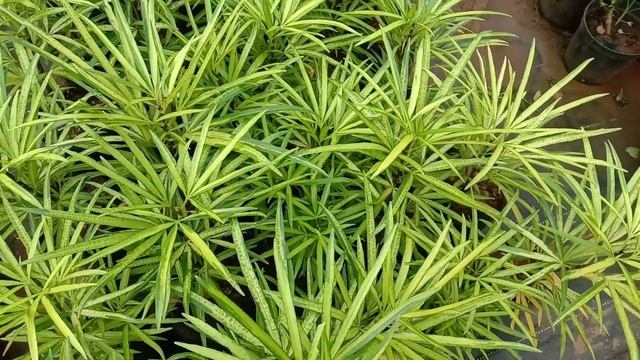 Ficus Maclellandii Alii (Ficus Binnendijkii Alii) Evergreen Trees With Long And Narrow Leaves